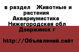  в раздел : Животные и растения » Аквариумистика . Нижегородская обл.,Дзержинск г.